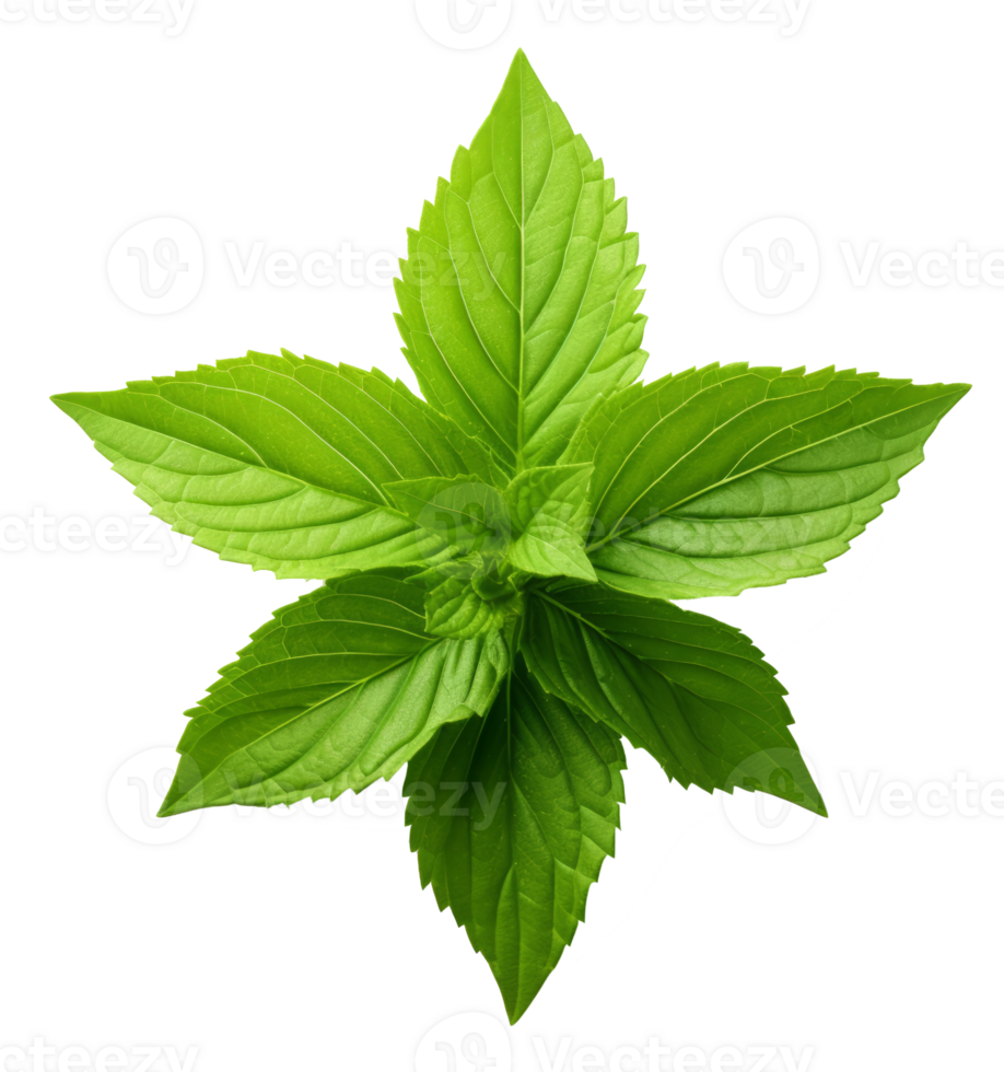 holy basil leaf isolated on transparent background png