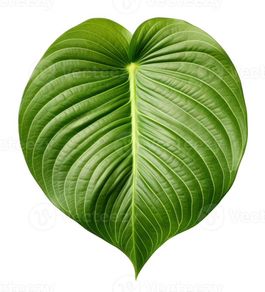 betel leaf isolated on transparent background png