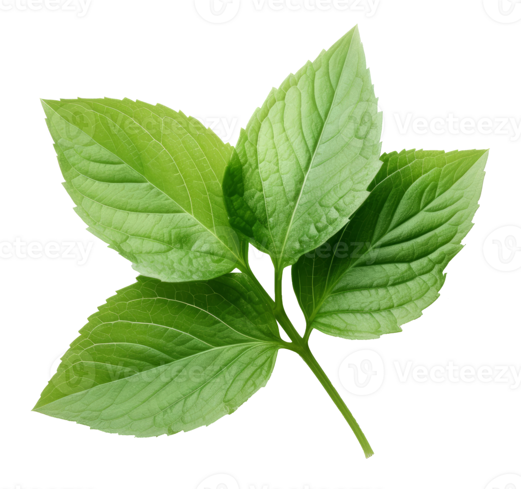holy basil leaf isolated on transparent background png
