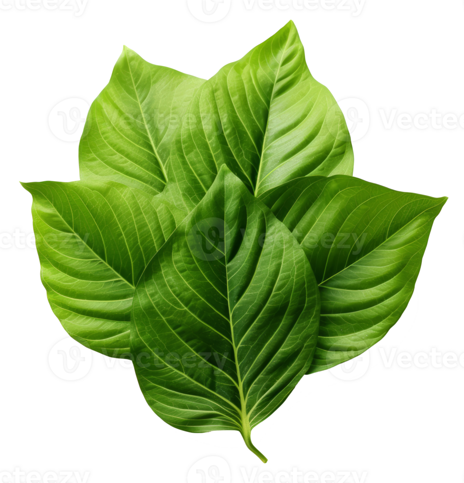betel leaf isolated on transparent background png