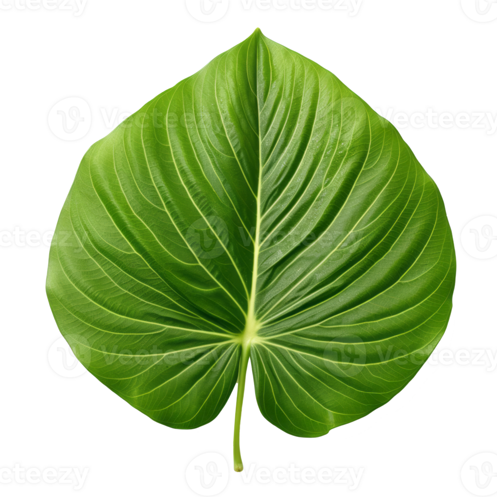 betel leaf isolated on transparent background png