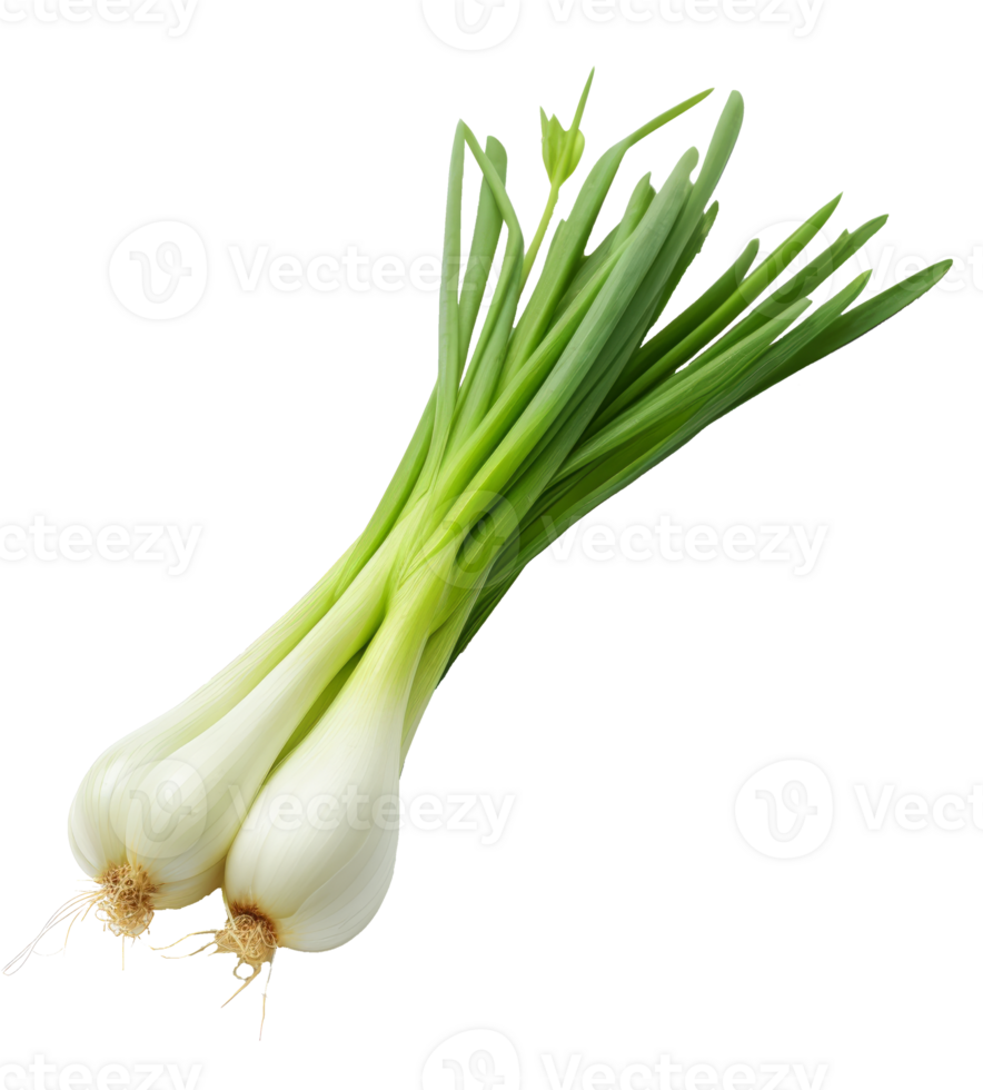 spring onions isolated on transparent background png