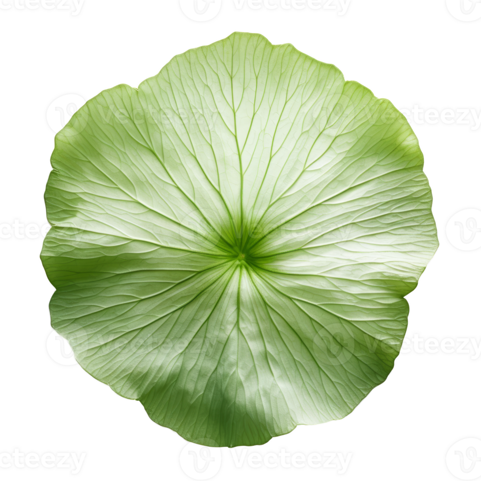 lotus leaf isolated on transparent background png