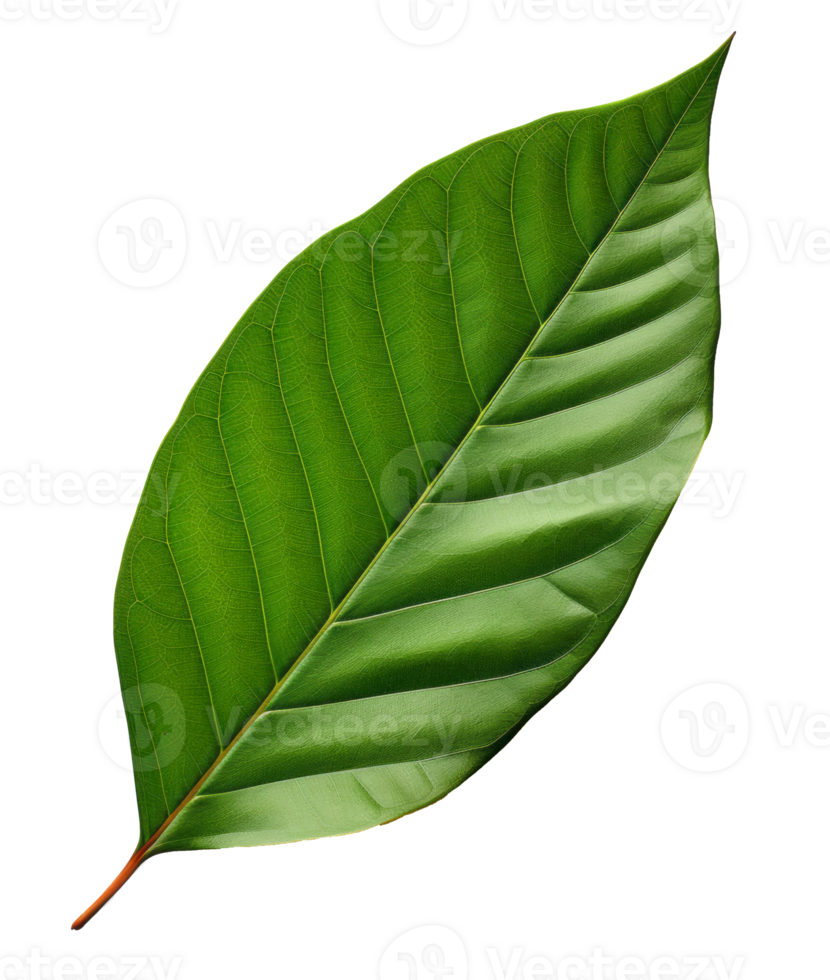 mango leaf isolated on transparent background png
