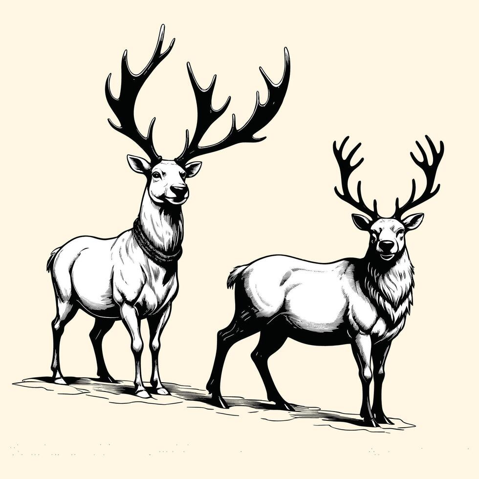 Hand Drawn Reindeers Illustration vector