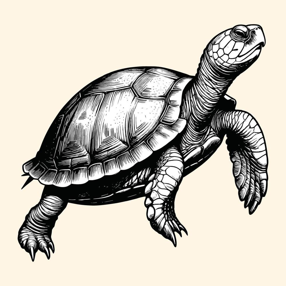 Hand Drawn Turtle Watercolor Illustration Engraved Style vector
