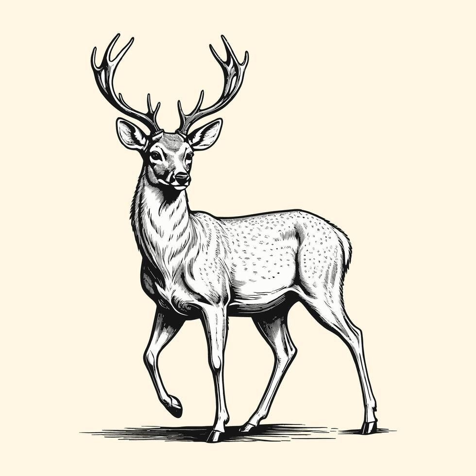 Reindeer Illustration In Engraved Vintage Style vector