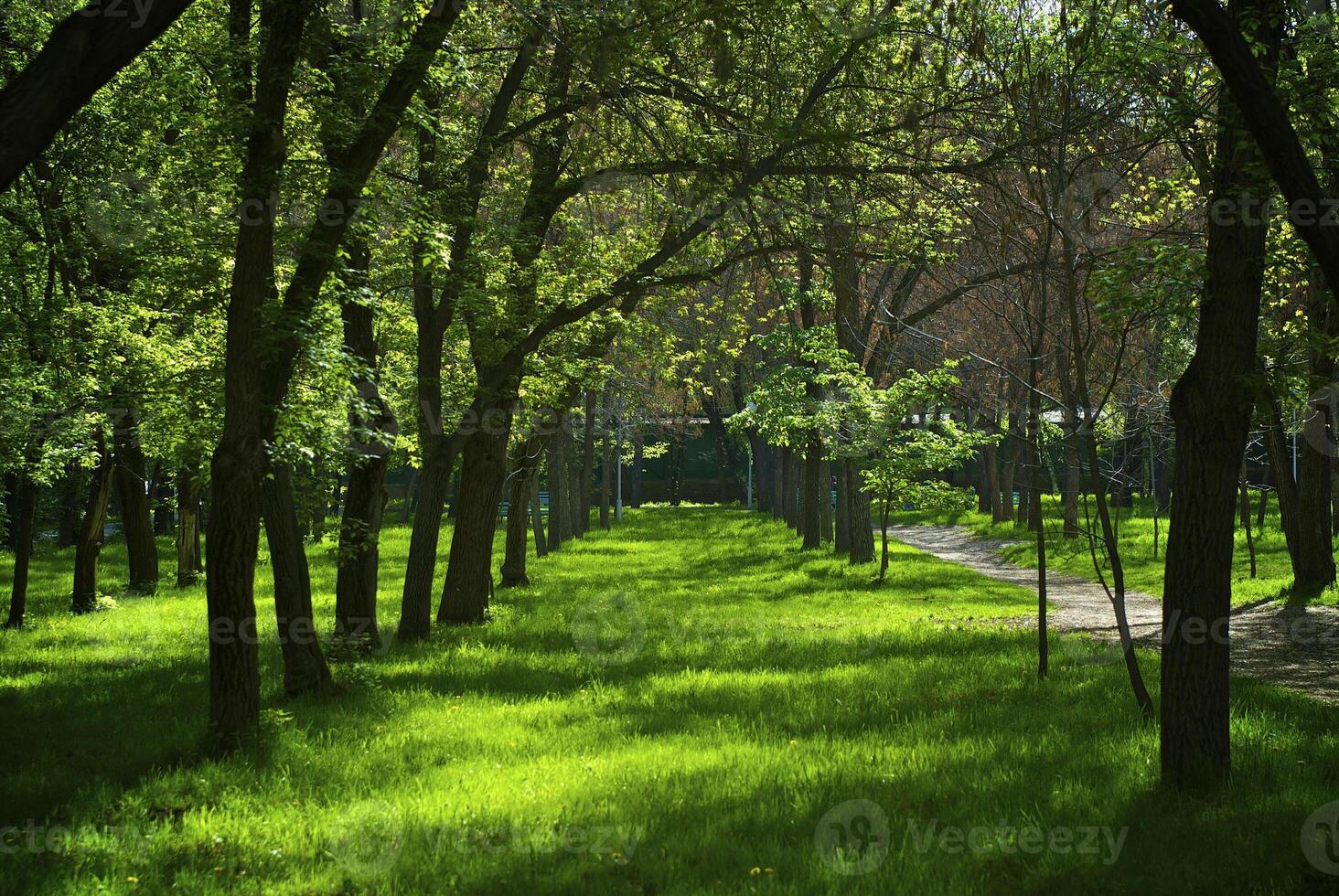 Spring park early in the morning photo