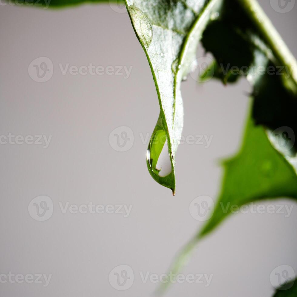 Yellow dandelion with water drops in studio photo