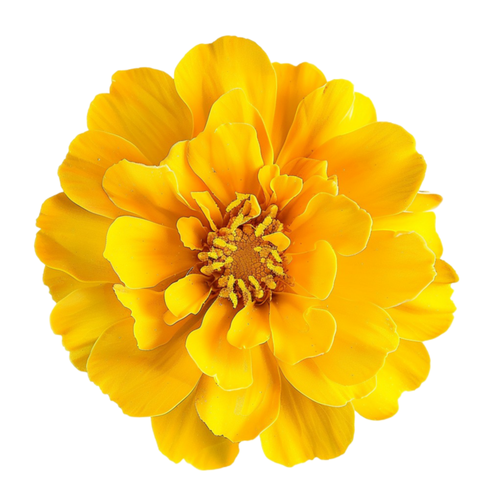 Radiant Yellow Marigold Flowers Nature's Sunshine 45497256 PNG