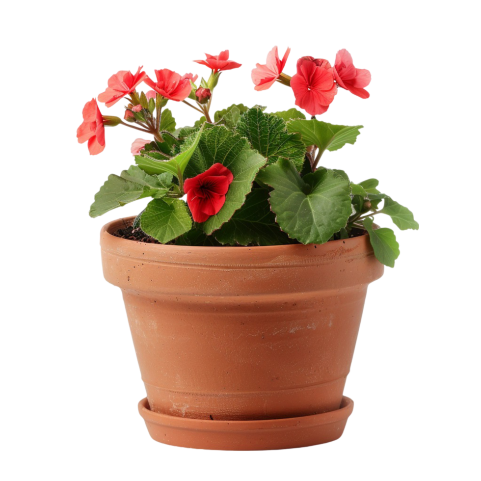 Eco-Friendly Flower Pots for Sustainable Gardening png