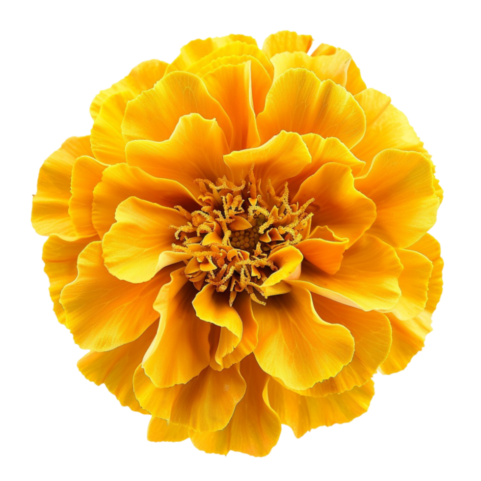Vibrant Yellow Marigold Blooms Beauty in Simplicity png