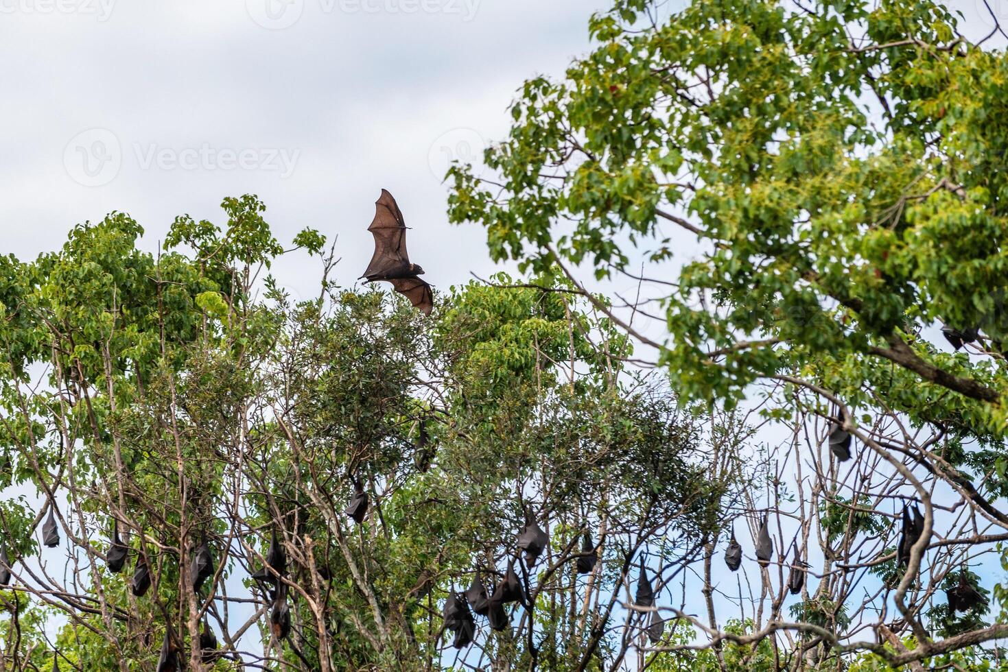 A flock of flying foxes. Australia. Quinsland photo