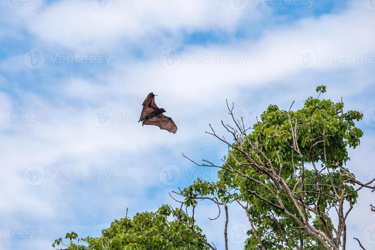 Flying foxes in the tree photo