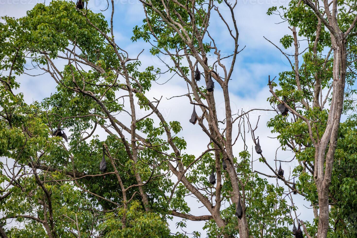 A flock of flying foxes. Australia. Quinsland photo
