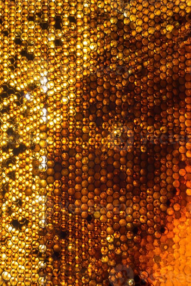 Studio Close-up of Honeycomb photo