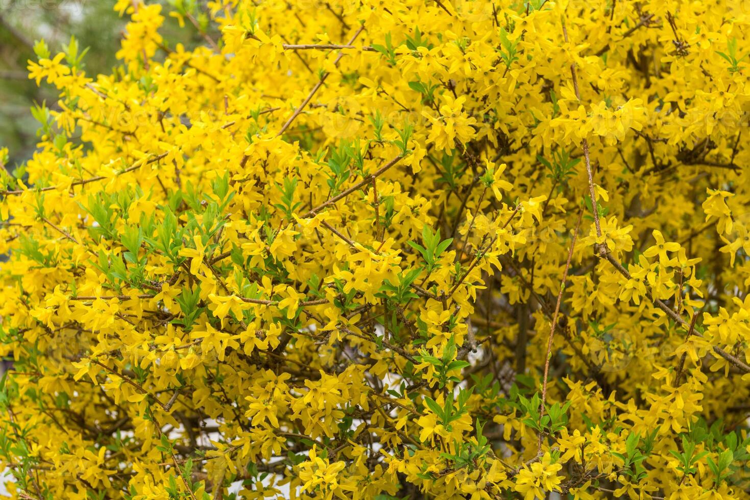 Blooming trees in spring photo