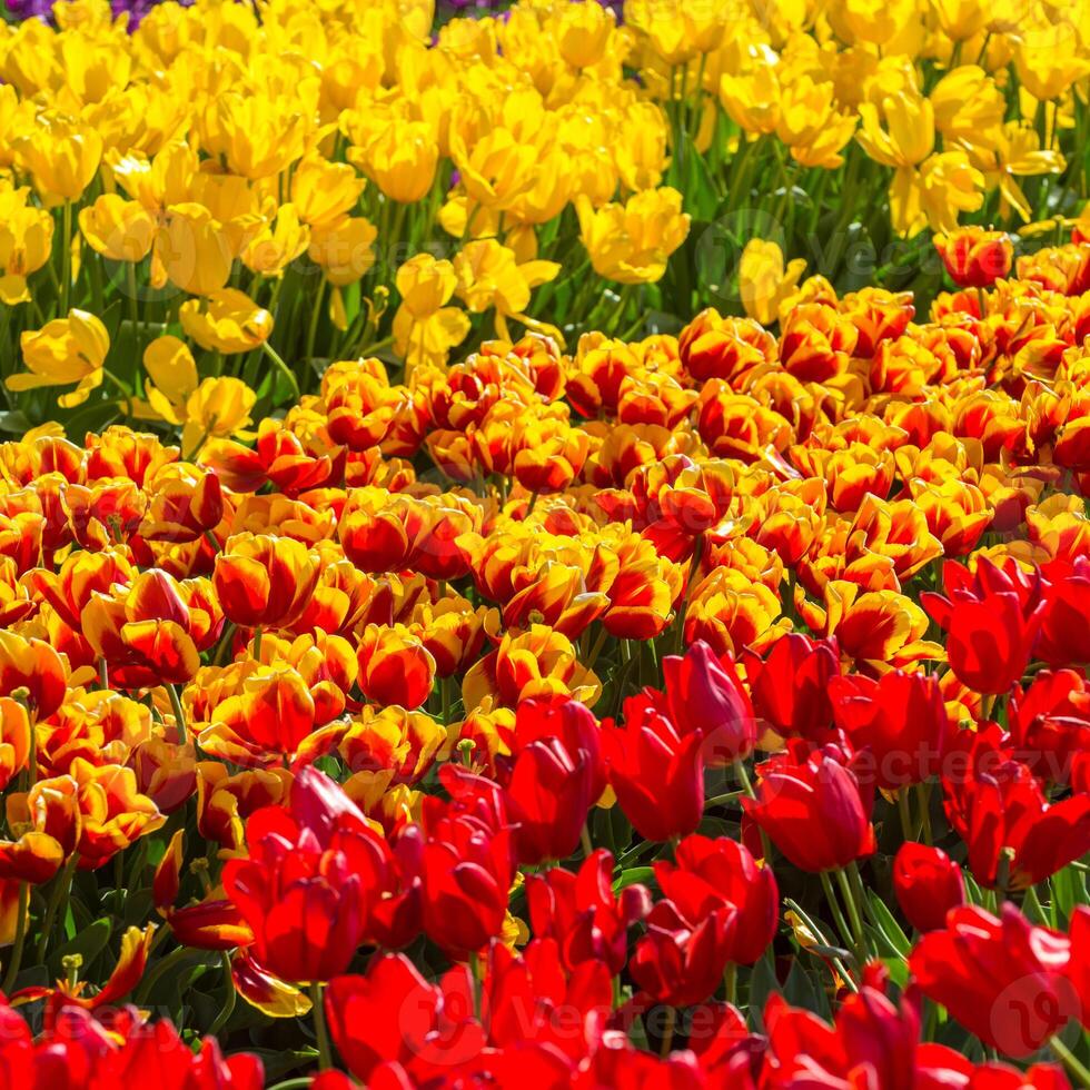 Spring Blooming, tulip Fields in Full Color photo