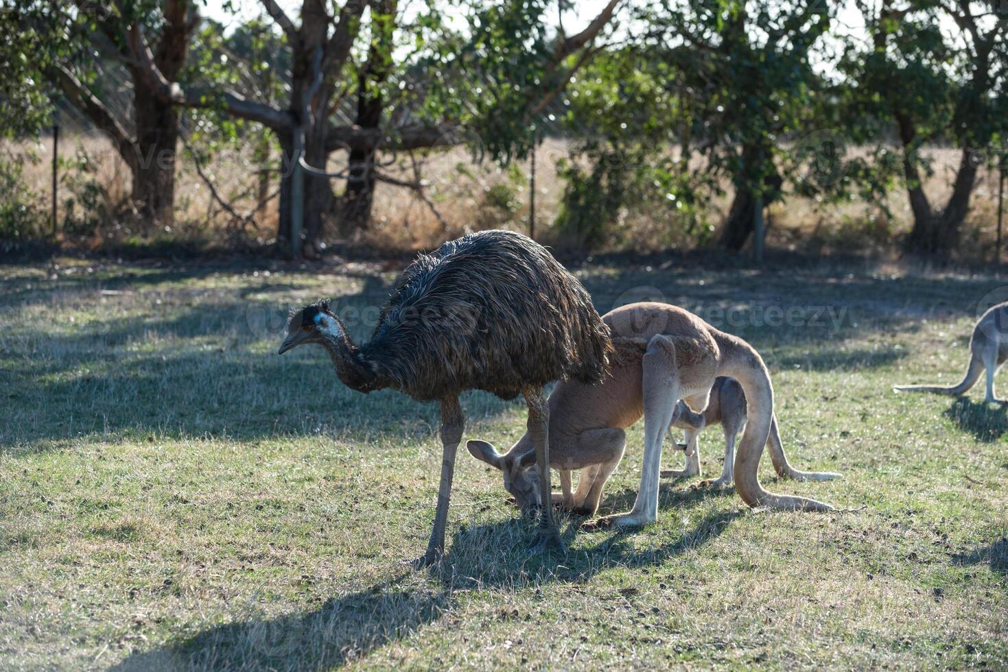 Kangaroos in Phillip Island Wildlife Park photo