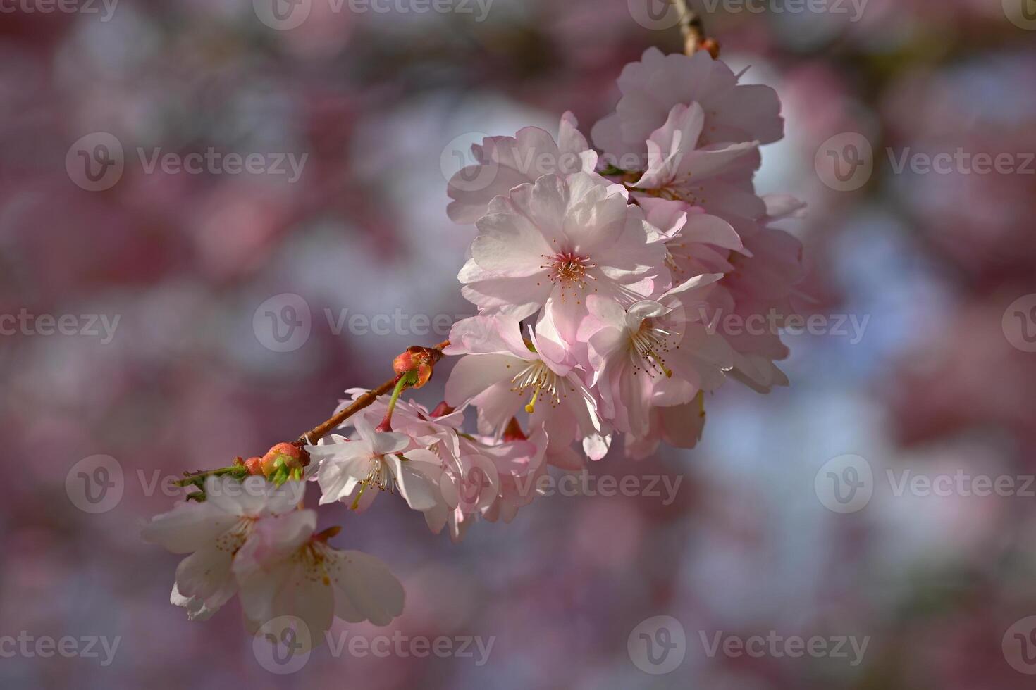 Beautiful flowering tree. Spring colorful background with flowers. Nature in spring time - nice sunny day. photo