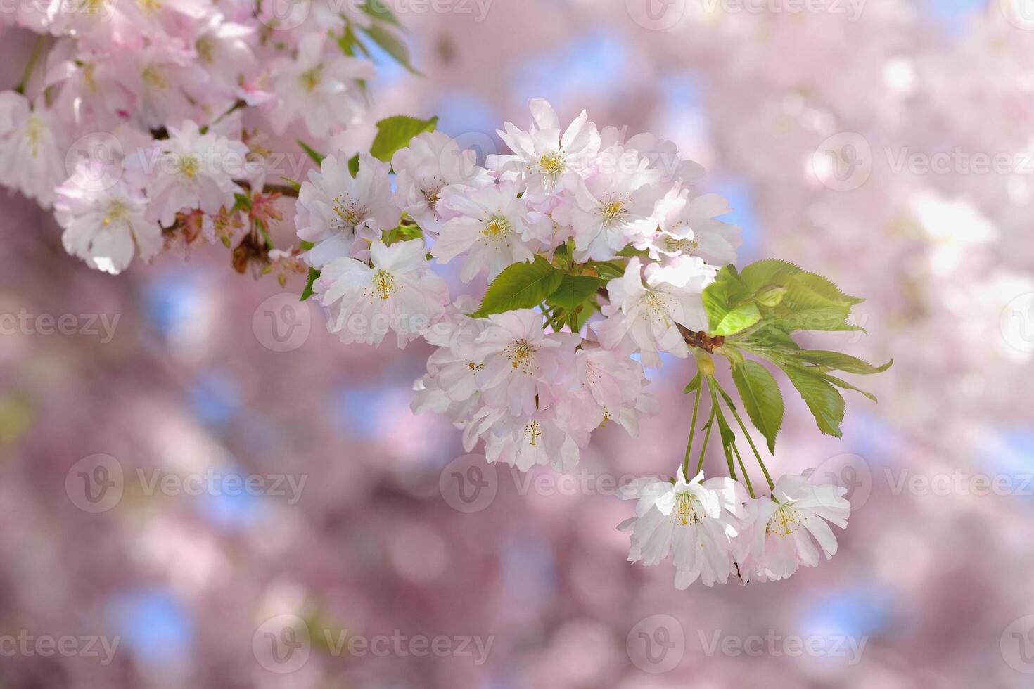 hermosa florecer árbol. naturaleza escena con Dom en soleado día. primavera flores resumen borroso antecedentes en primavera. foto