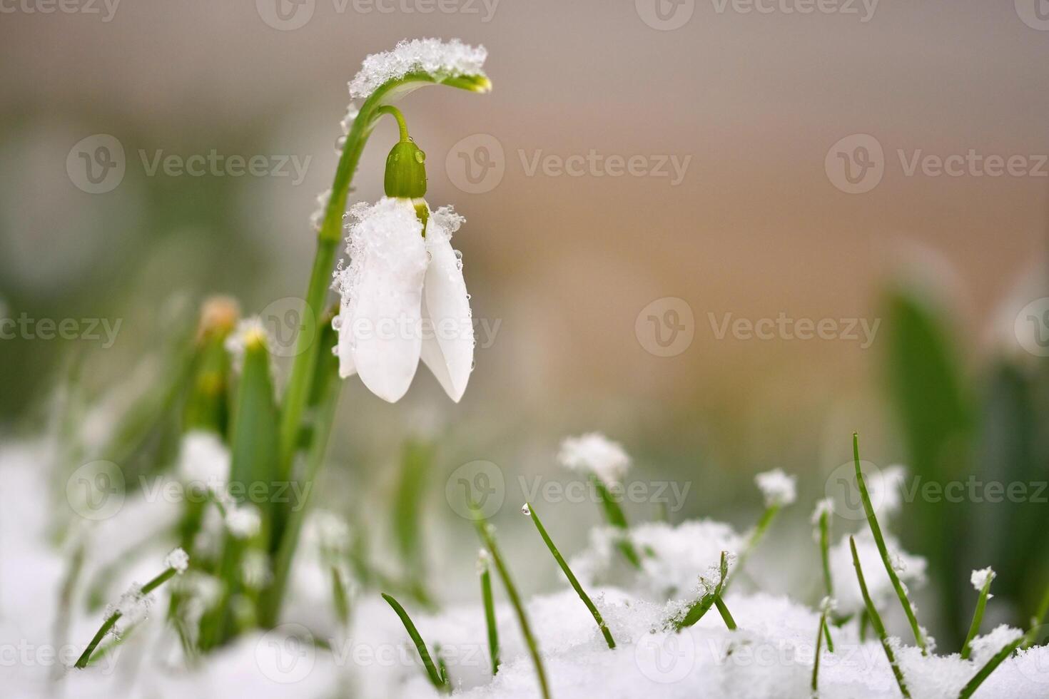 Snowdrops spring flowers. Beautifully blooming in the grass at sunset. Delicate Snowdrop flower is one of the spring symbols. Amaryllidaceae - Galanthus nivalis photo