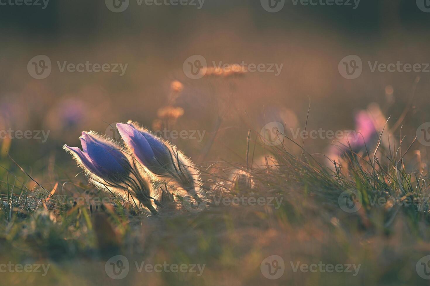Spring background with flowers in meadow. Pasque Flower Pulsatilla grandis photo