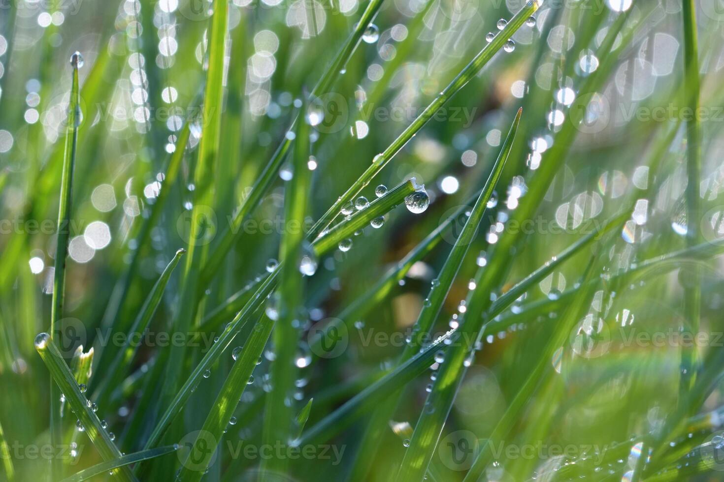Spring. Beautiful natural background of green grass with dew and water drops. Seasonal concept - morning in nature. photo