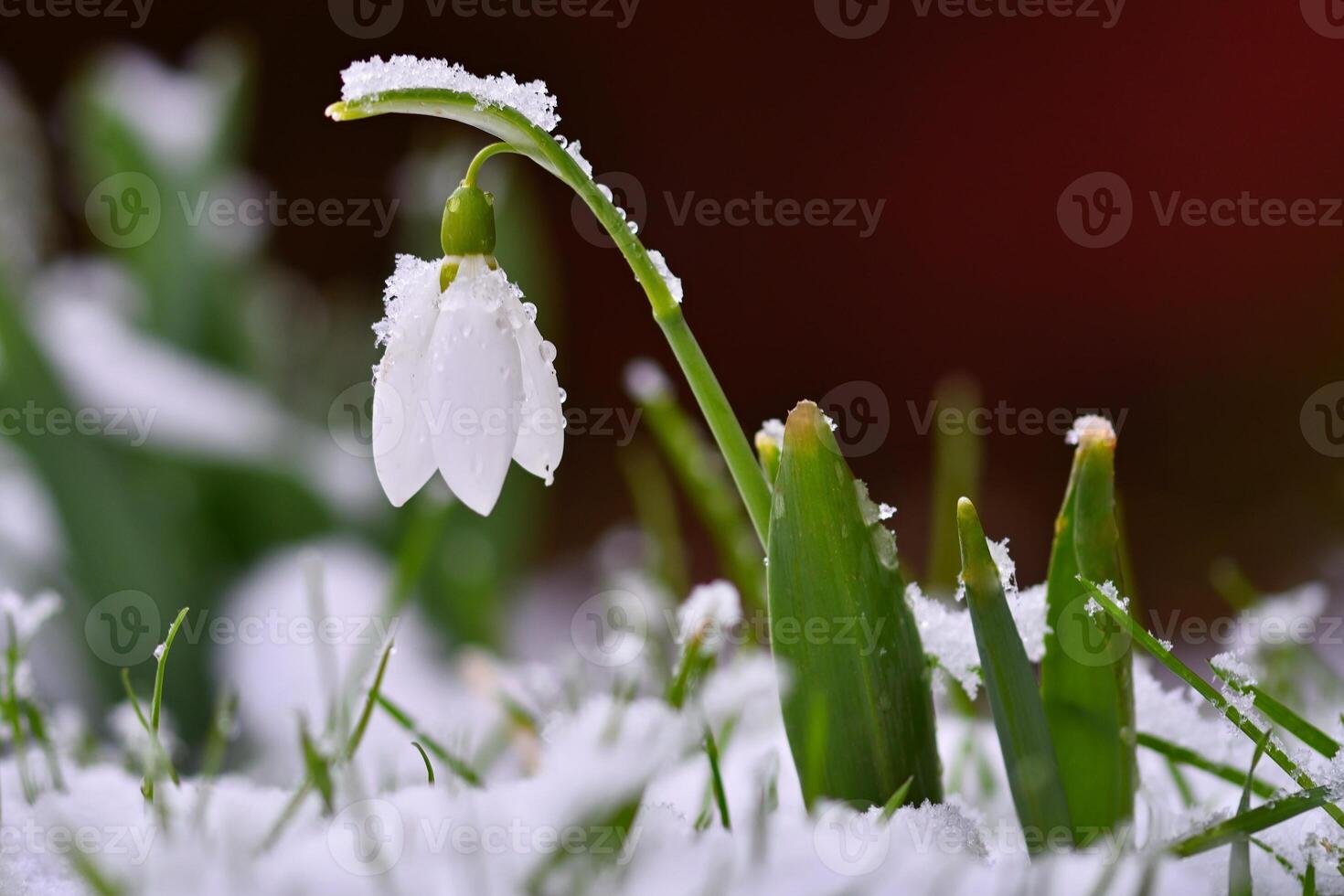 Snowdrops spring flowers. Beautifully blooming in the grass at sunset. Delicate Snowdrop flower is one of the spring symbols. Amaryllidaceae - Galanthus nivalis photo