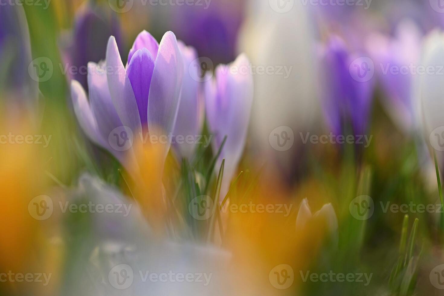 Spring background with flowers. Nature and delicate photo with details of blooming colorful crocuses in spring time. Crocus vernus.