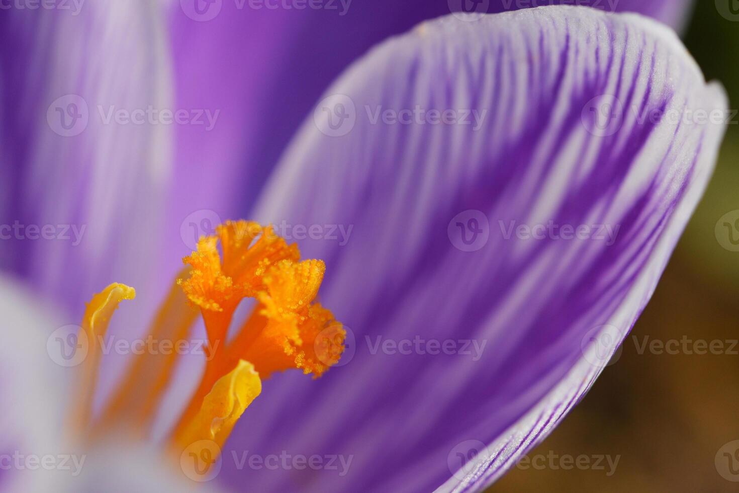 Spring flowers. Beautiful colorful first flowers on meadow with sun. Crocus Romance Yellow - Crocus Chrysanthus - Crocus tommasinianus - Crocus Tommasini. photo