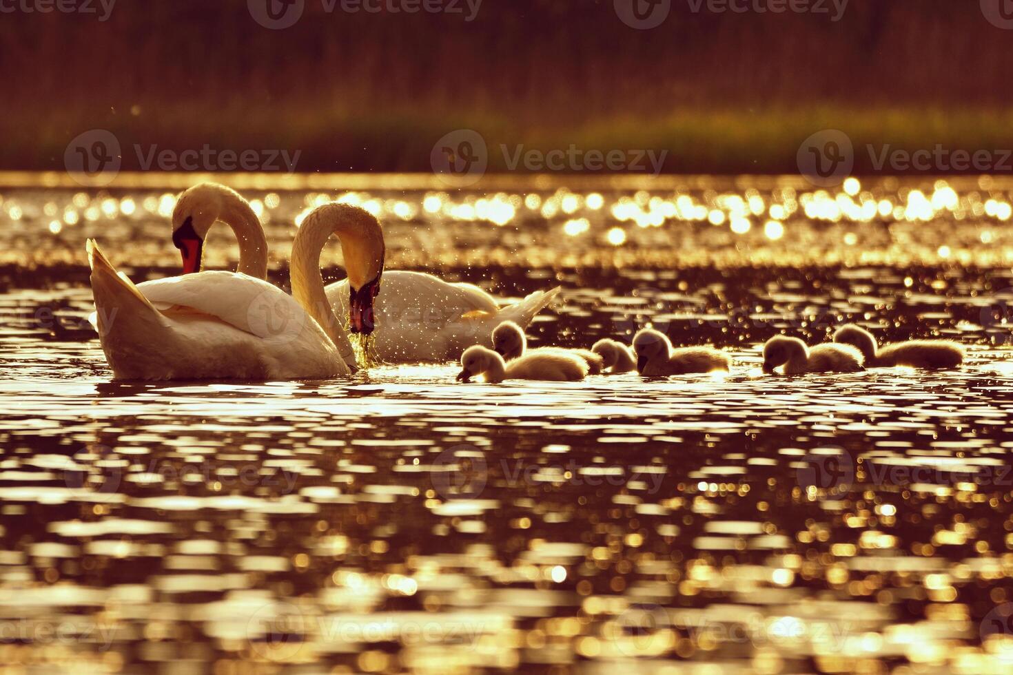 Beautiful swan cubs at the pond. Beautiful natural colored background with wild animals. Springtime.Sunset time. photo