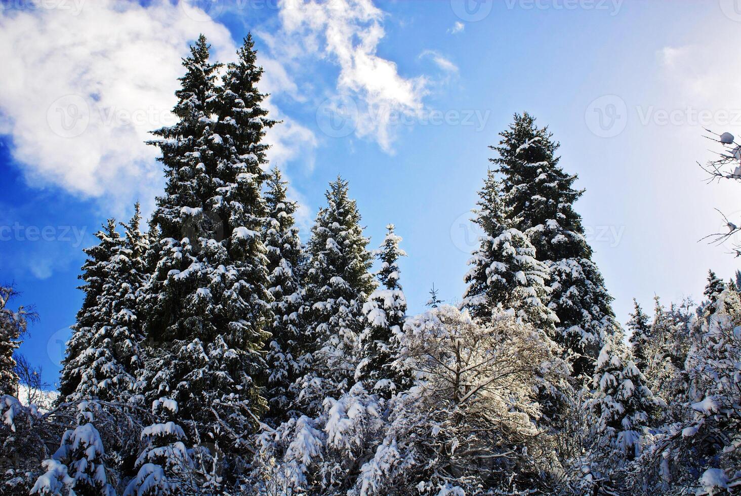 Beautiful fir trees in the mountains photo