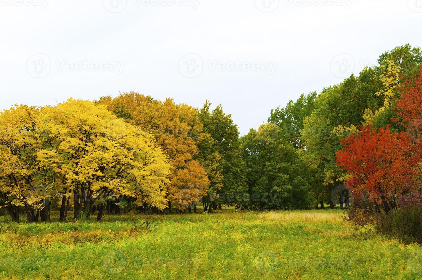 Autumnal trees on the sunset into park photo