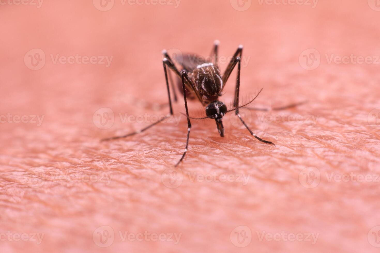 A mosquito that carries dengue fever and Zika virus is sucking blood on a person's skin. photo