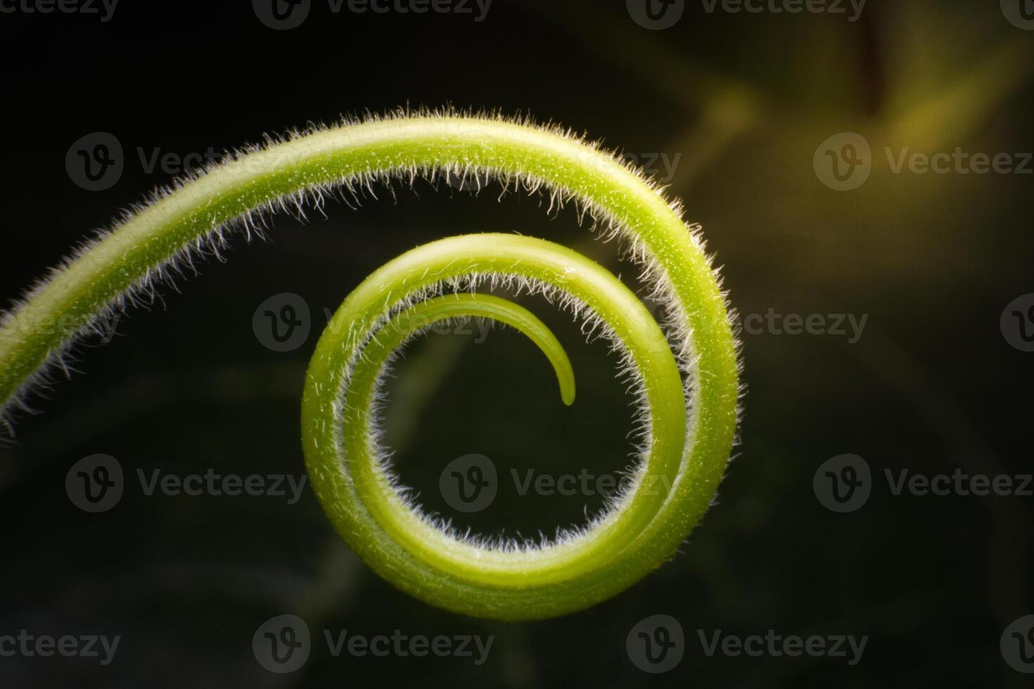 Close up The young shoots of plants curl into a spiral that resembles the law of the golden ratio. photo