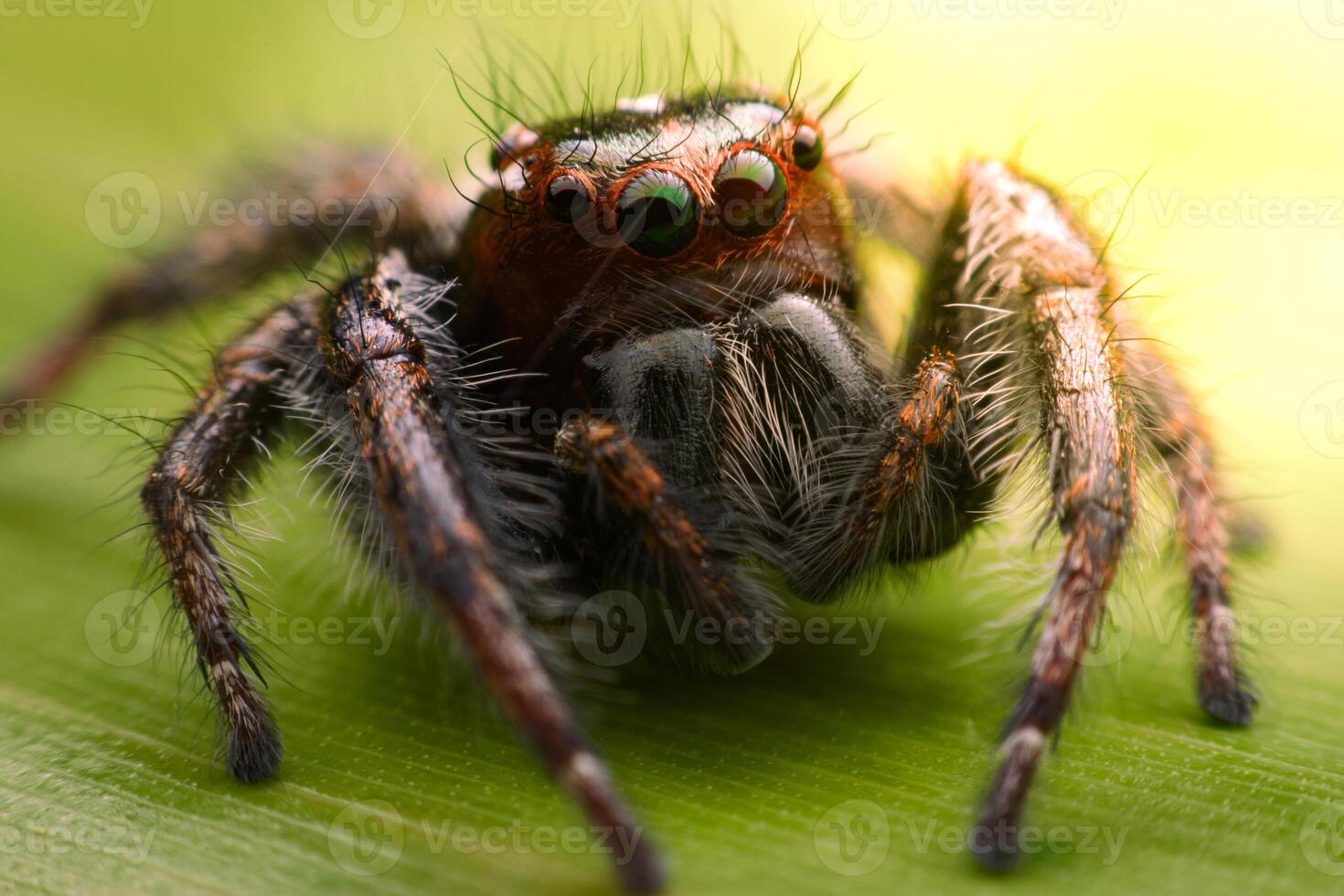 Spiders jumping on leaves. Captured with a close-up macro, the details of the little spider are displayed. photo