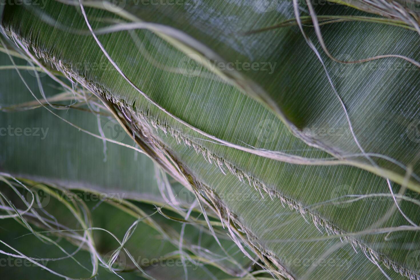 Balinese-style banana leaves torn from dry stems stacked on top of each other, green background style photo