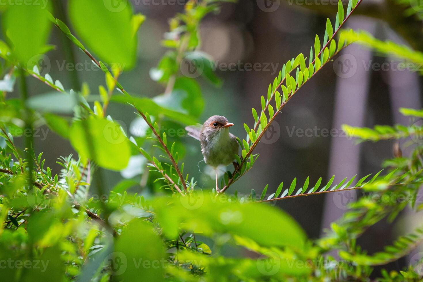 The Superb Fairywren photo