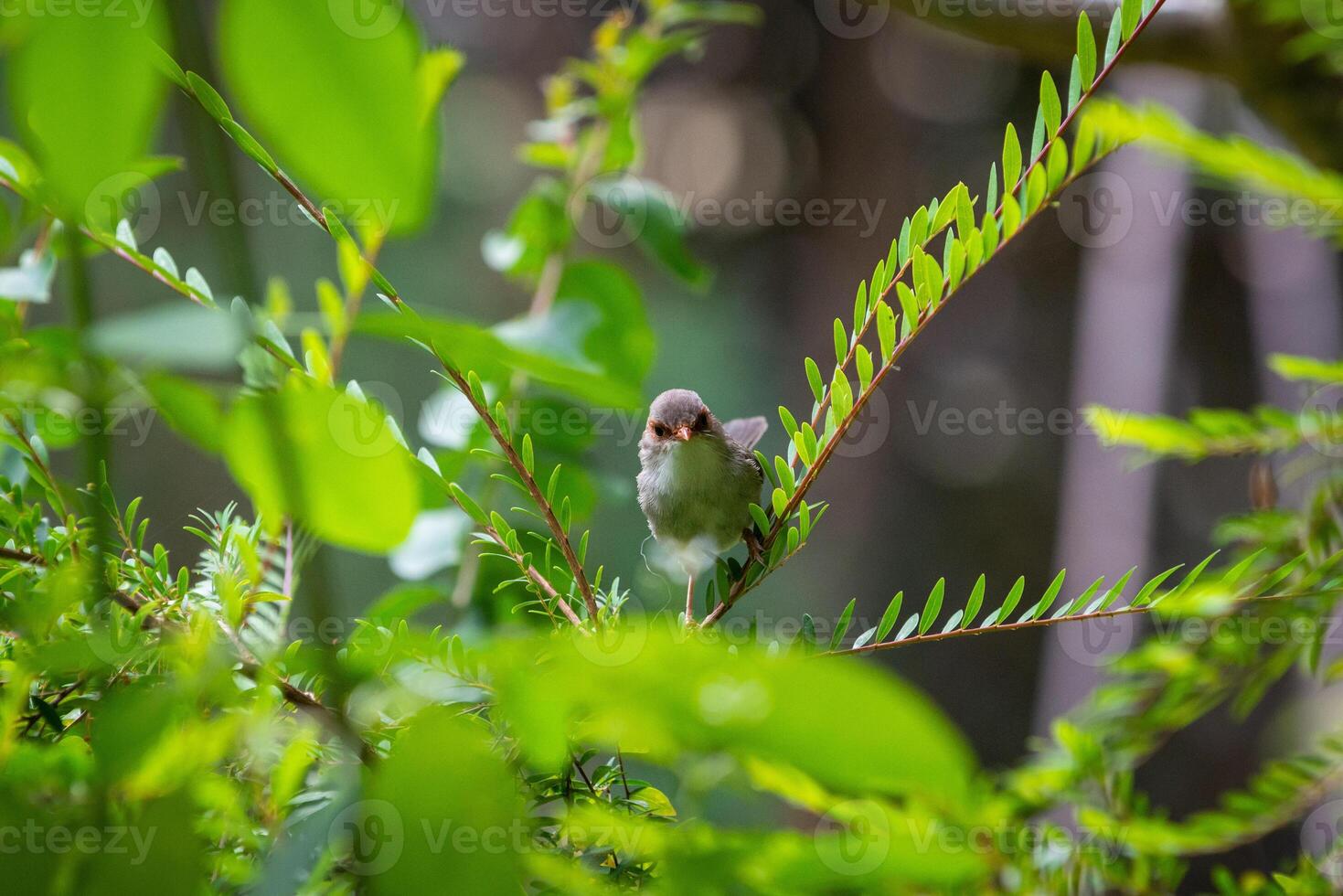 The Superb Fairywren photo