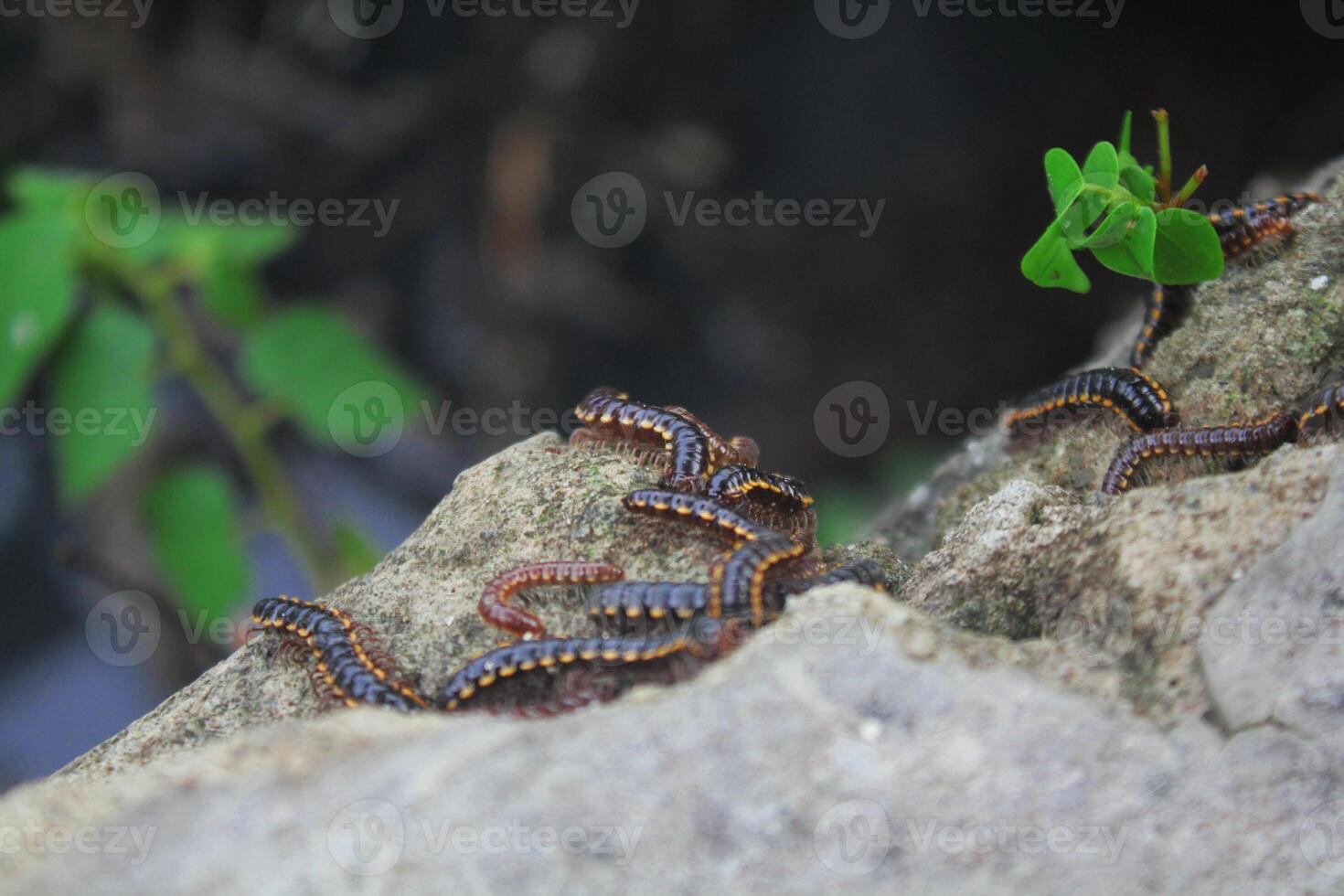 Milipede gathering with its colony on a felled tree trunk photo