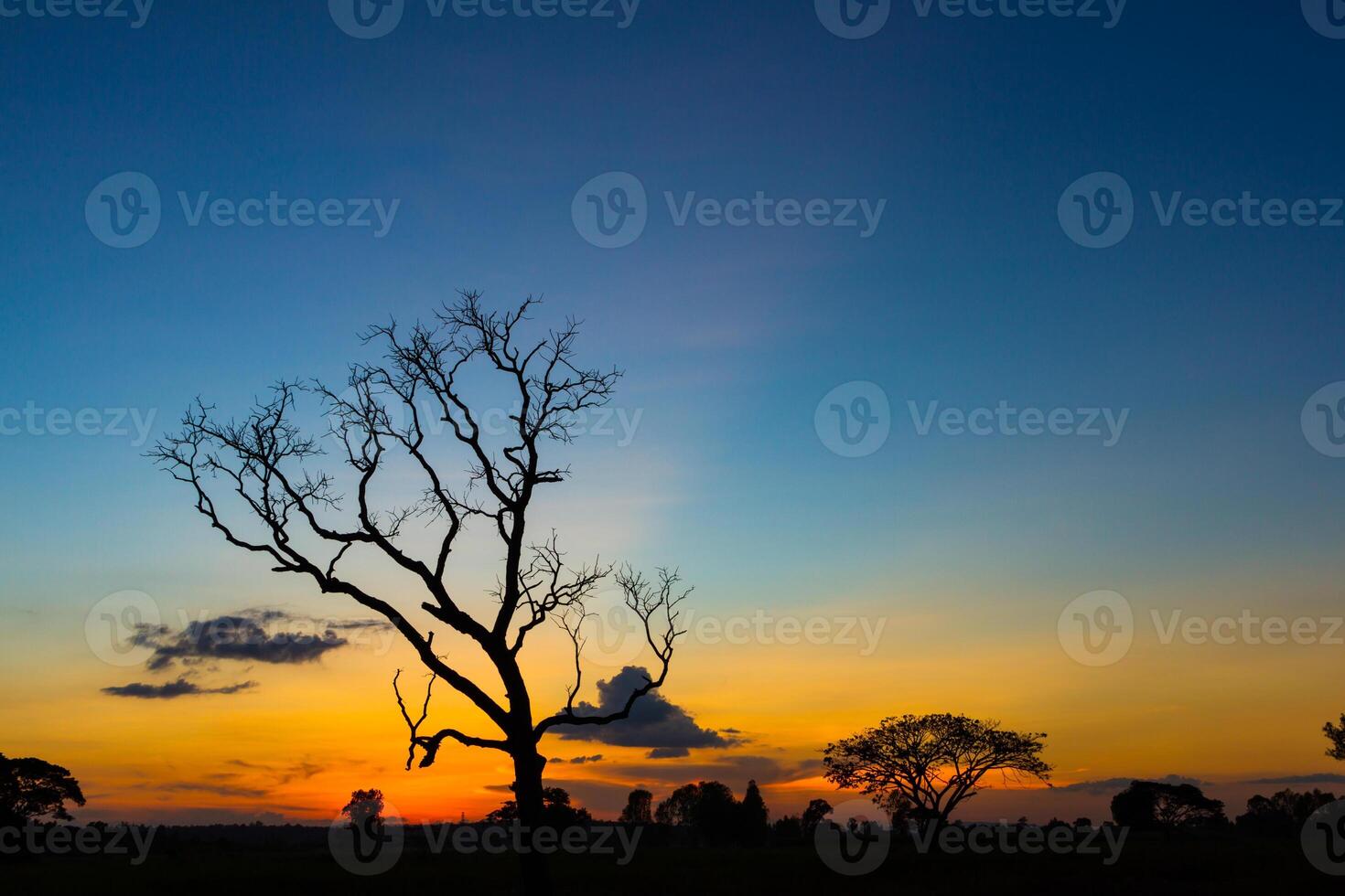 Big tree silhouette sunset photo