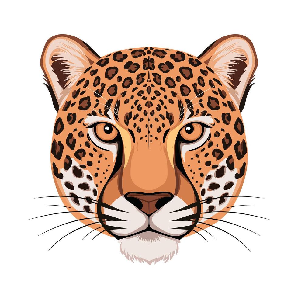 Cheetah illustration of cartoon cheetah in various actions, sitting, standing, walking, running. Isolated on white background vector
