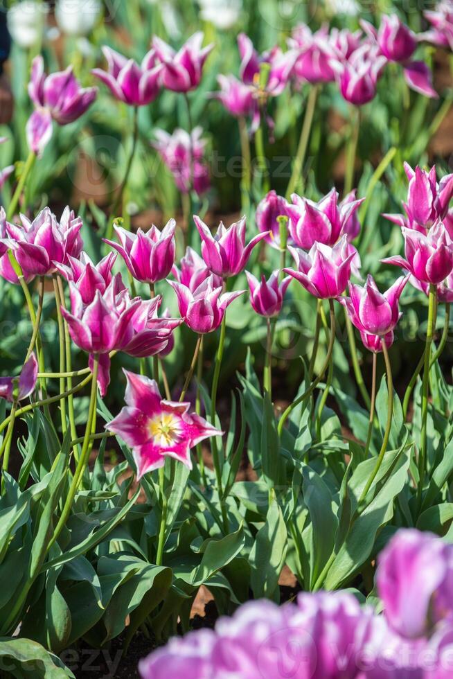 Spring Blooming, tulip Fields in Full Color photo