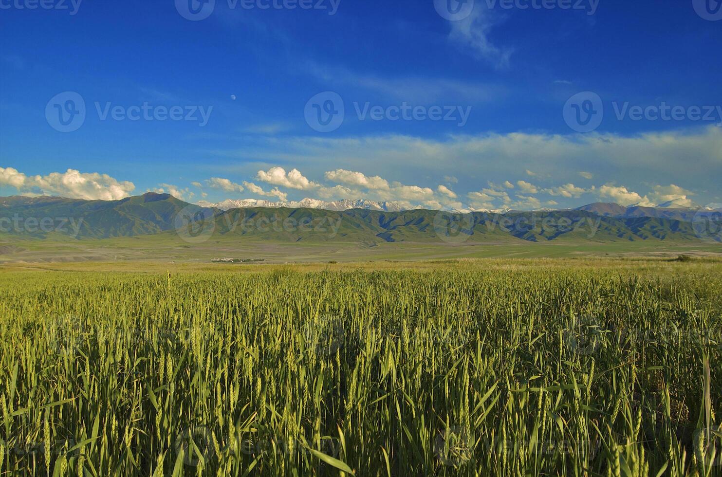 It fell with the green the rye photo