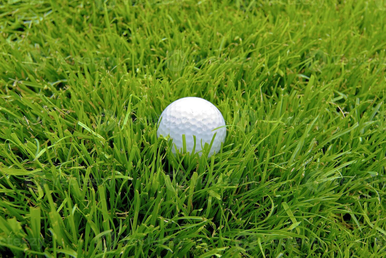 Game in the golf club against the background of the green juicy grass photo