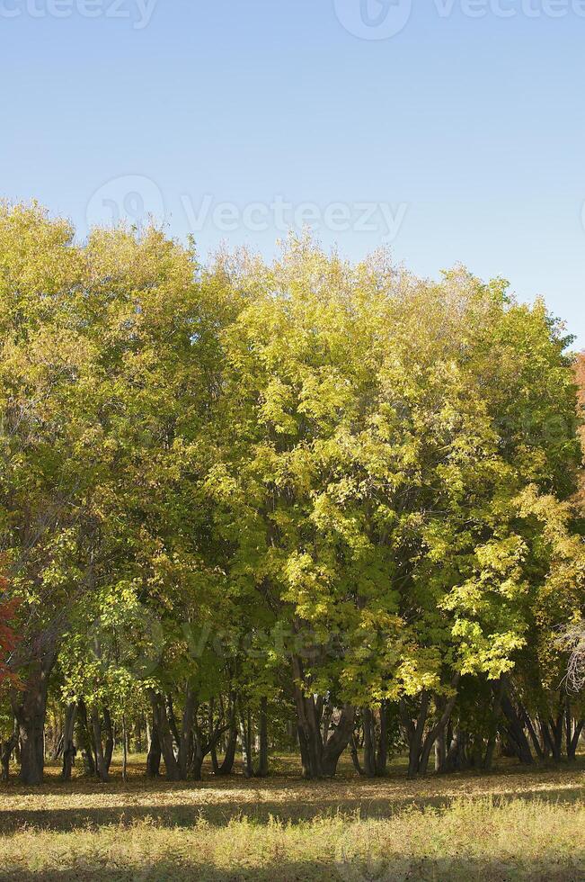 Autumnal trees on the sunset into park photo