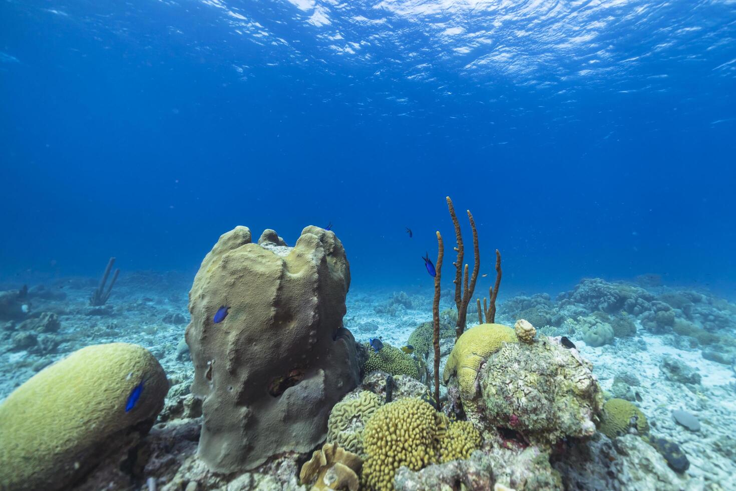 Marine life with fish, coral, and sponge in the Caribbean Sea photo