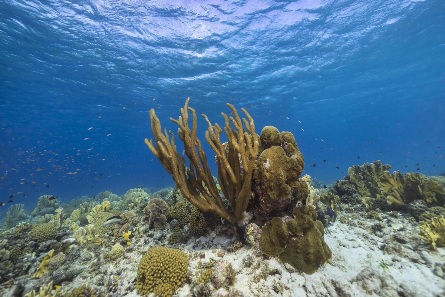 Marine life with fish, coral, and sponge in the Caribbean Sea photo