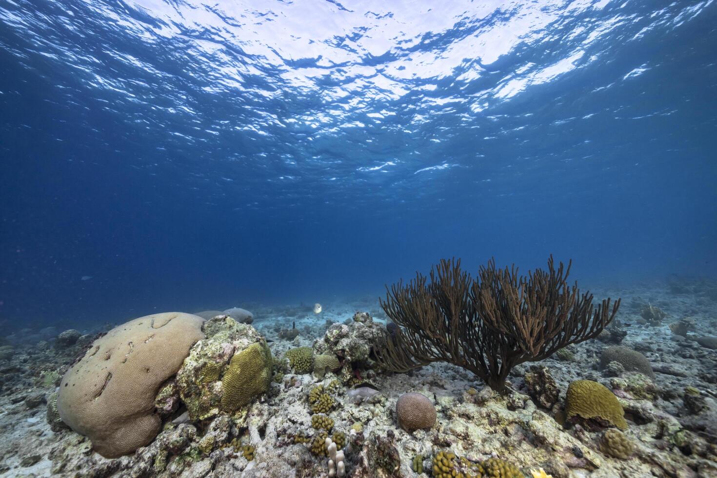 Marine life with fish, coral, and sponge in the Caribbean Sea photo